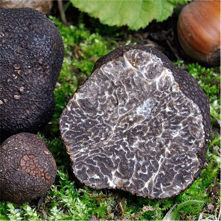 Truffles – Forest Foods